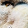 よっち profil fotoğrafı