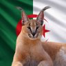 Profilbild von فتح الله الجزائري