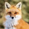 FOX PRONOS 的头像