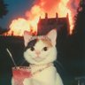 n's profile picture