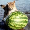 海猫 的头像