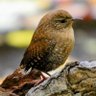 Greg Wren 的头像