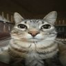Minecraftdriedkelp's profile picture