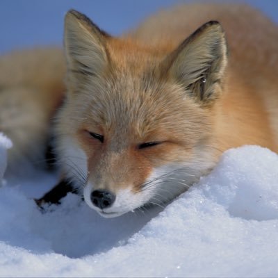 和摩's profile picture