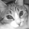 Фото профиля 御茶猫つー！