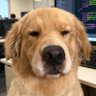 fonyol's profile picture
