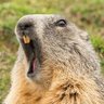 へり profil fotoğrafı