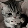 Shixiuli's profile picture