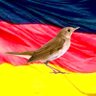 Nachtigall's profile picture