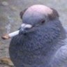 Profilbild von pelipe