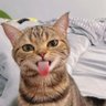 Profilbild von Dreizehn Katzen