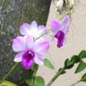 Orchidfan 的头像