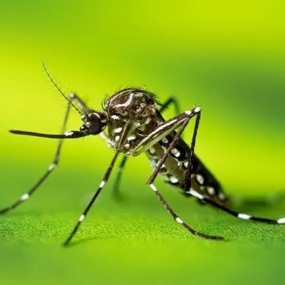 The Pesky Mosquito's profile picture
