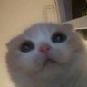 GRRR's profile picture