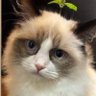 †ななもり†あなたを肯定しています。 profil fotoğrafı
