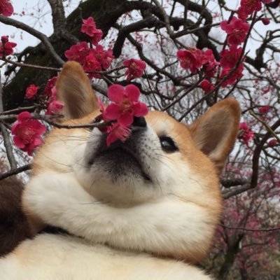 yuyupiro's profile picture