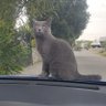 Kocaman Kocaman profil fotoğrafı