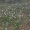 kiplagat wasike's profile picture