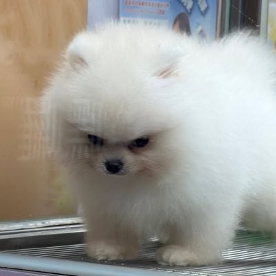 peachisapuppy's profile picture