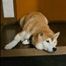 Falco3 的头像