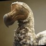 chiro profil fotoğrafı