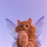 Twinkle profil fotoğrafı