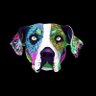 Catahoula1 profil fotoğrafı