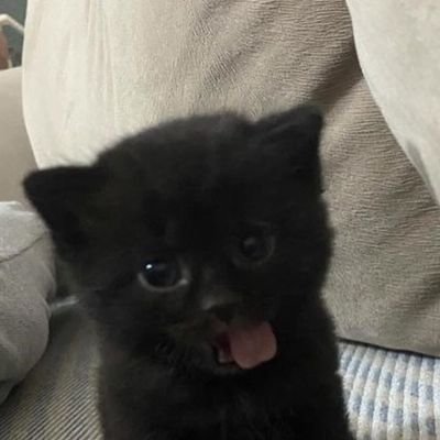 แมวด๊ำด๋ำ🐈⬛'s profile picture