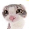 Cheeseburgerapocolypse's profile picture