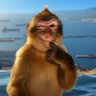 Simbolalala's profile picture