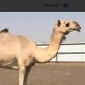 Profilbild von القحطاني
