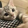 鱼鱼泪先流's profile picture