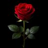 The Rose of Sicily🌹🌹's profile picture