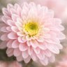 رٻۧــمۭــا؏ـــيـــد profil fotoğrafı