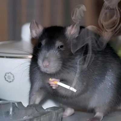 unbelehrbarrat's profile picture