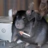 Fette Ratte 的头像