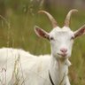 Profilbild von Goat