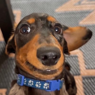 RockyyBowBoa's profile picture