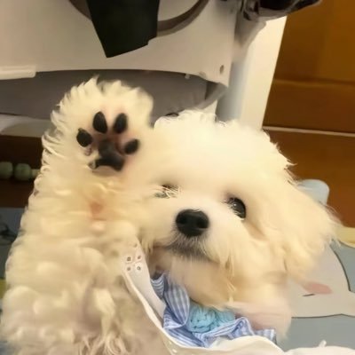 Qng1221402Yee's profile picture