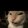 Ahmed's profile picture