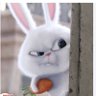 Fluffybunny 的头像