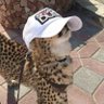 A's profile picture