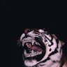 SMART FX's profile picture