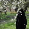 Profilbild von ماسِّيليا أمّ الفضل