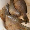 Фото профиля wendy fish