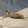 Agent Marmot profil fotoğrafı
