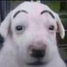 Profilbild von niggaroni