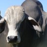 Profilbild von IlundaLikazwelonke