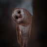 Profilbild von بُـومَة 🦉