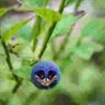 Фото профиля BlueBerrySonic.EXE